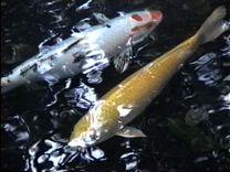 Overhead shot of two koi fish coloured white and yellow. The white fish has orange spots on its face. The water catches glimmers of light.