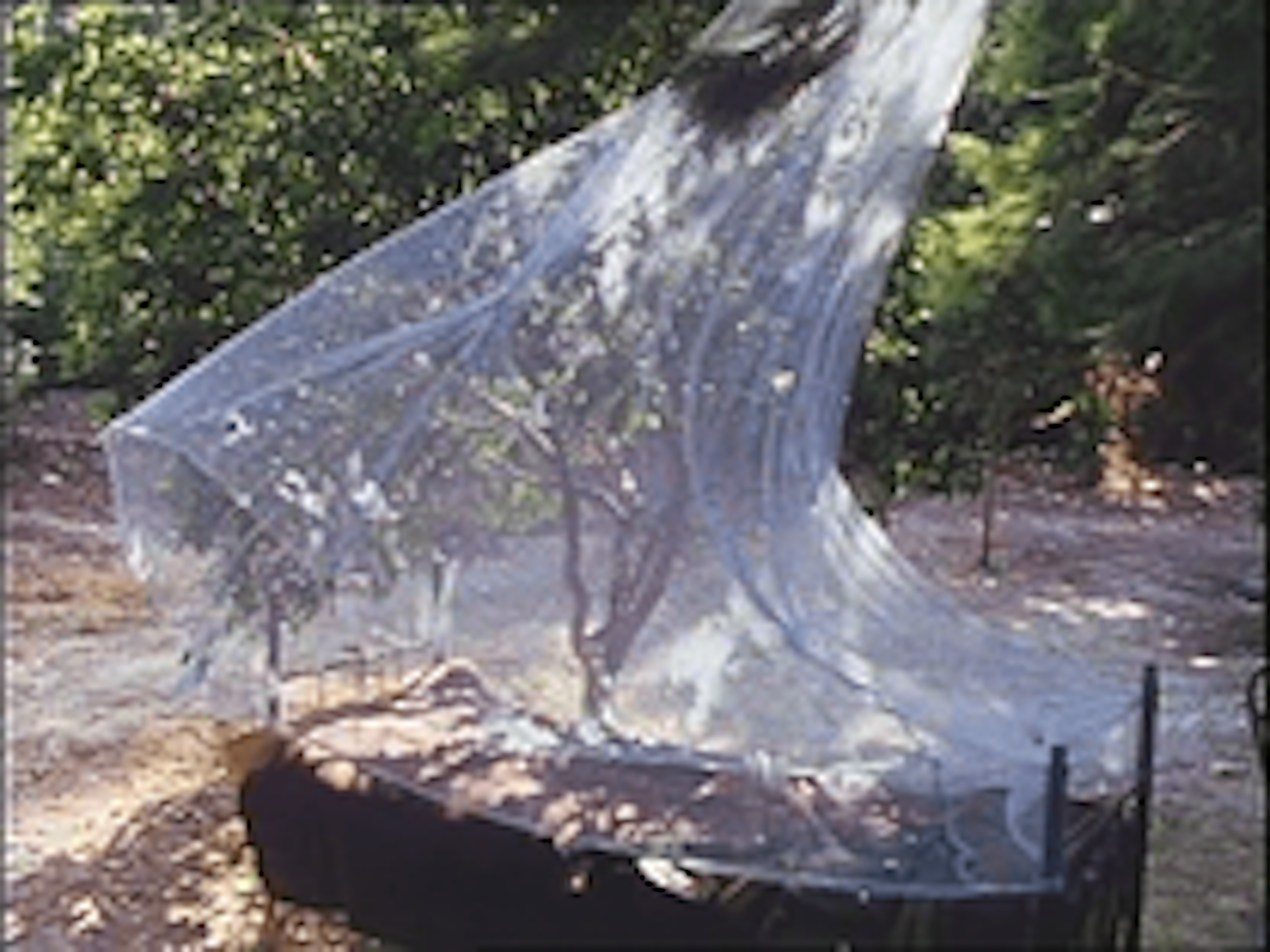 A twin-sized bed set outdoors set on sand and gravel. There are trees surrounding the bed which has a large bug’s net draped over the bed, swaying from a slight breeze. 